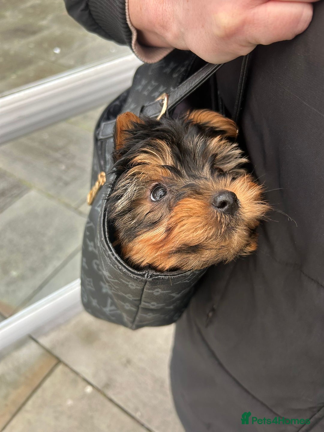 Yorkshire Terrier dogs for sale: yorkshire terrier  - Advert 5