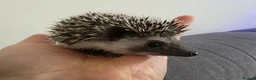Pygmy Hedgehog rodents for sale: Male and female African pigmy hedgehog  - Advert 8