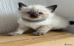 Ragdoll cats for sale: 💗 Our princess belle had 5 new kittens 💗 - Image 13
