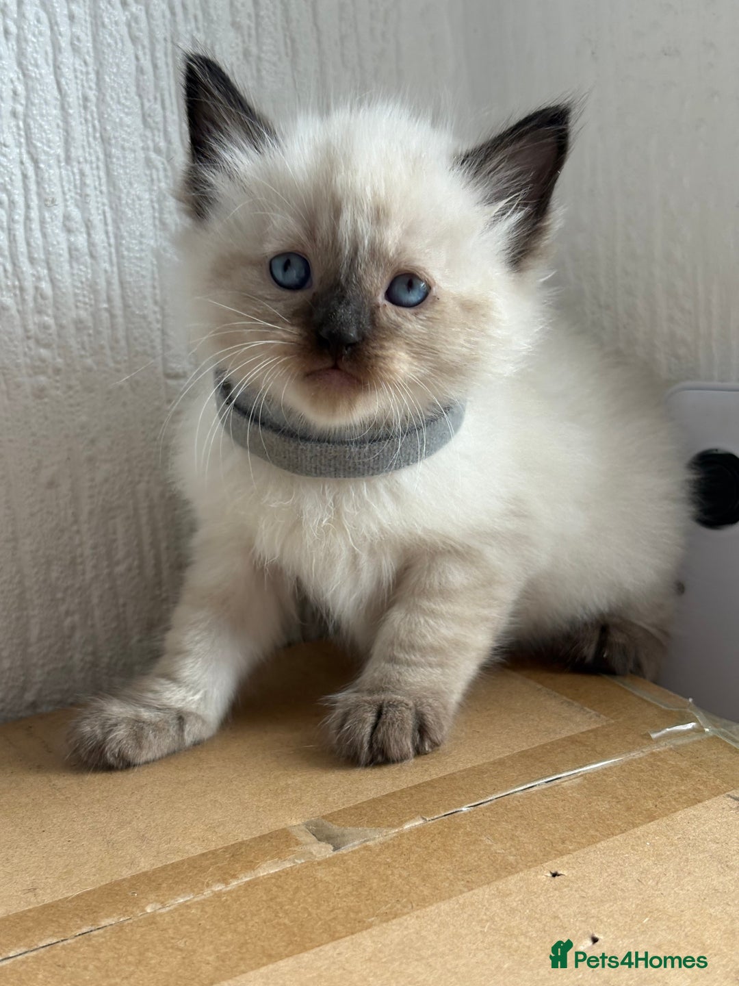 Ragdoll cats for sale: 💗 Our princess belle had 5 new kittens 💗 - Image 13