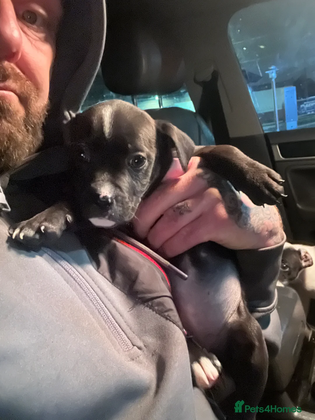 Mixed Breed dogs for sale: Staffordshire bull terrier x American bulldog pups - Advert 2