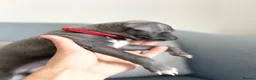 Italian Greyhound dogs for sale: Outstanding KC reg Italian greyhound puppies  - Advert 9