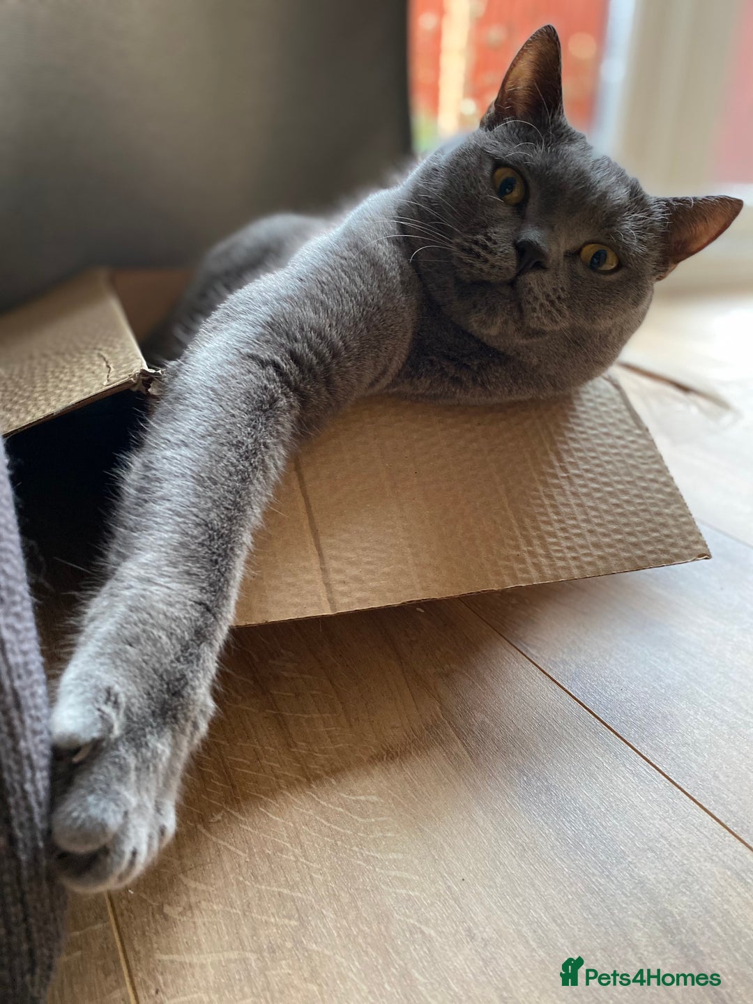 British Shorthair cats for sale: British Shorthair male for sale - Image 4