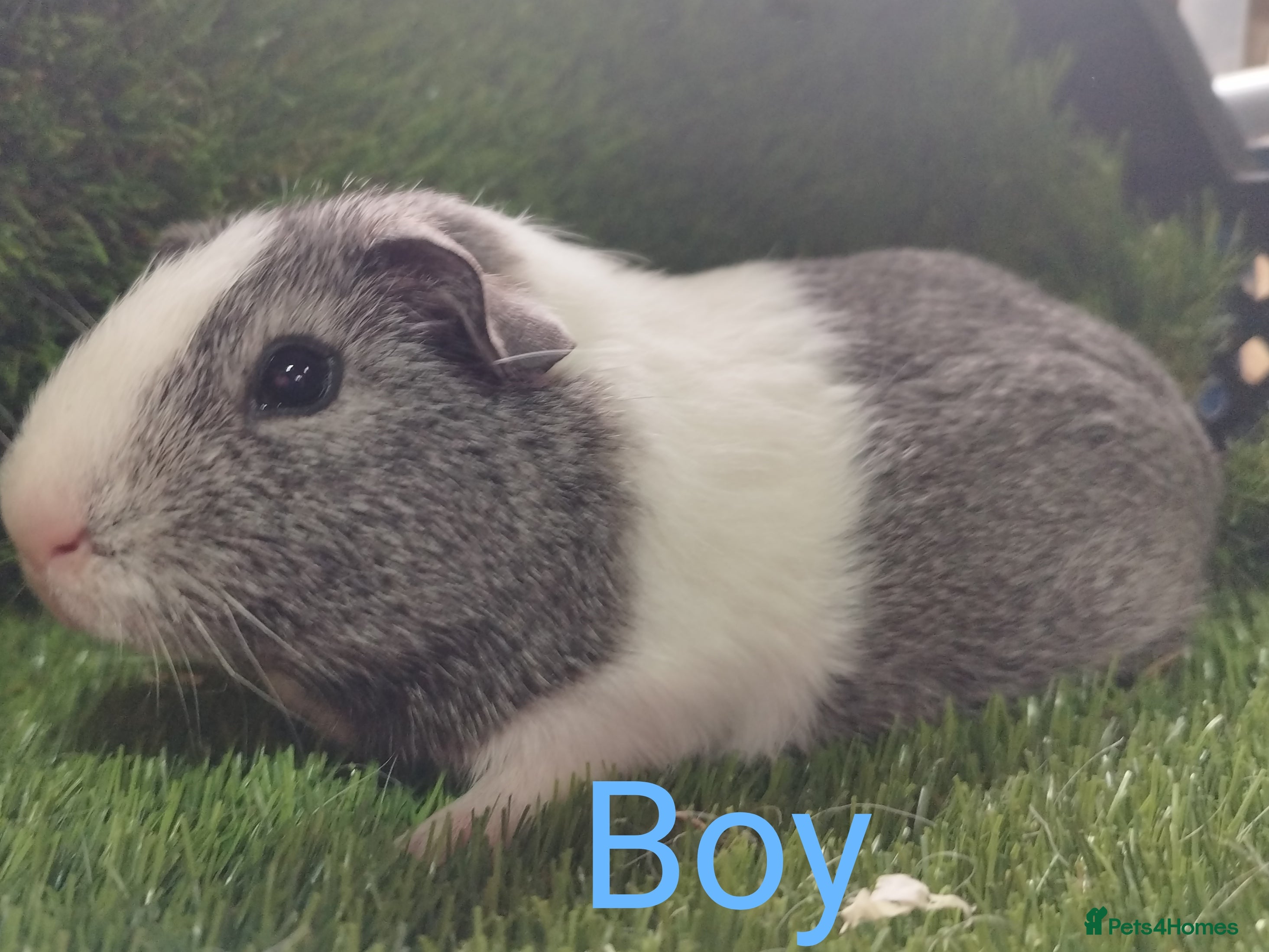 Guinea Pig rodents 3 Girls  3 BOYS all young babies  - Advert 8