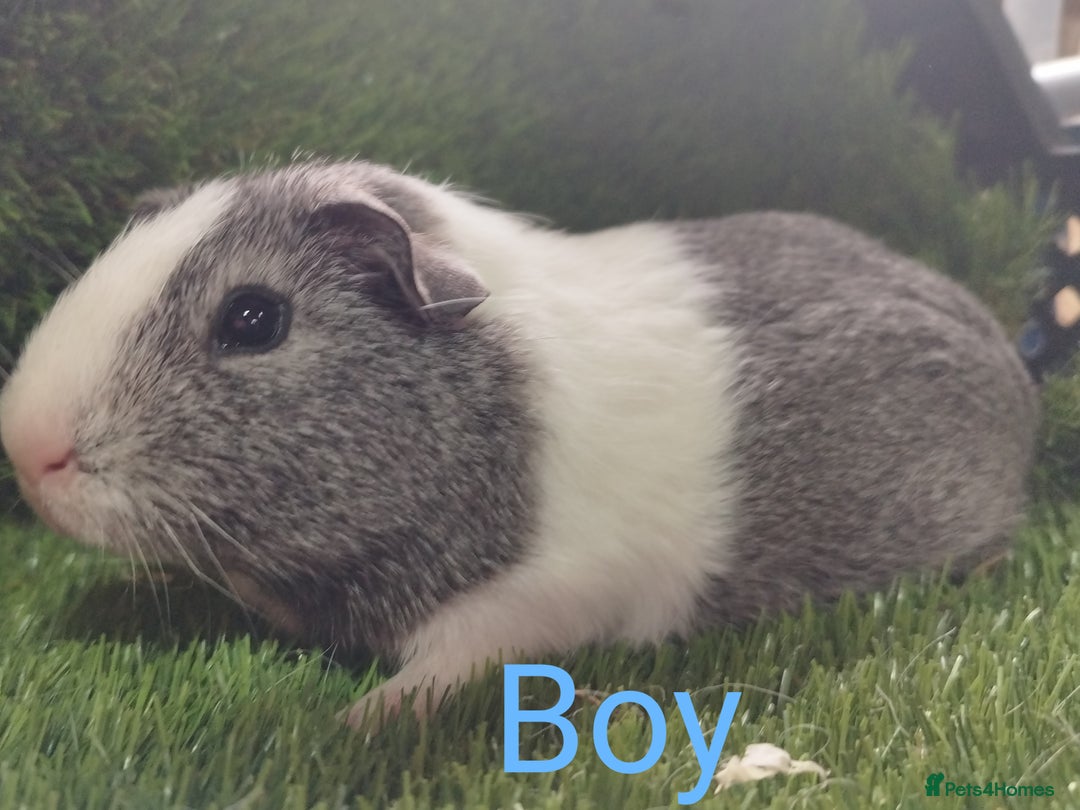 Guinea Pig rodents for sale: 3 Girls  3 BOYS all young babies  - Advert 3