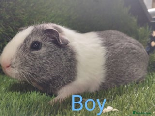 Guinea Pig rodents 3 Girls 1 Boy Abyssinian 2 BOYS all young babies - Advert 10