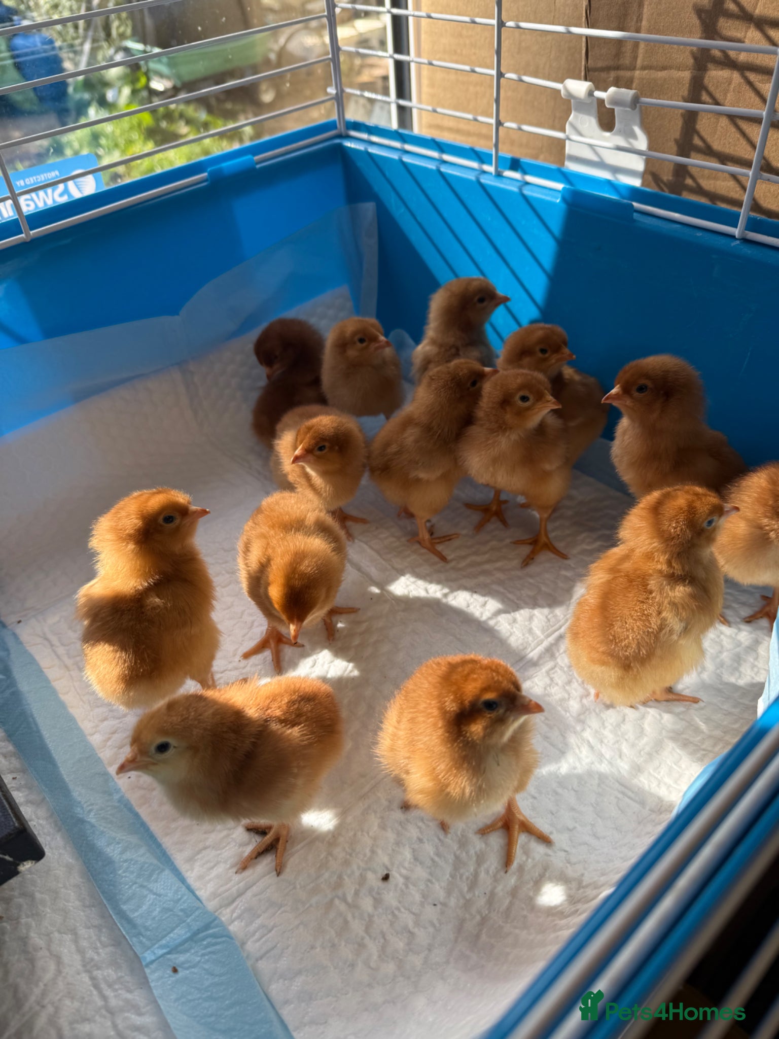 Chickens poultry Colombian Blacktail Female Chicks - Advert 1