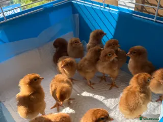 Chickens poultry Colombian Blacktail Female Chicks - Advert 1