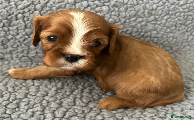 Cavalier King Charles Spaniel dogs Health Tested, beautiful KC Cavalier Puppies.  - Advert 5