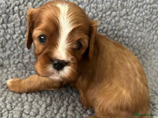 Cavalier King Charles Spaniel dogs Health Tested, beautiful KC Cavalier Puppies. - Advert 14