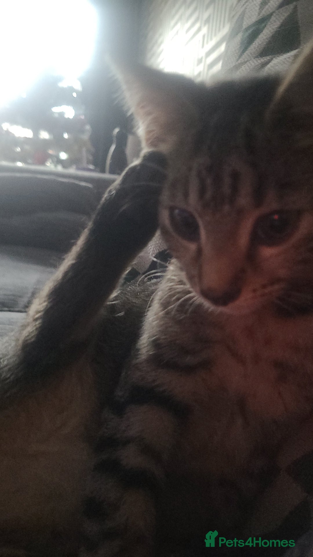 Mixed Breed cats for sale: Playfull kitten - Advert 7