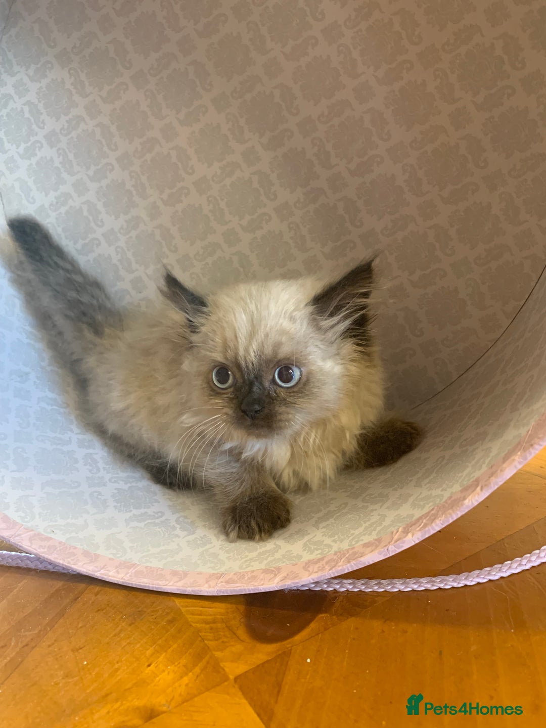 Selkirk Rex cats for sale: Selkirk rex kittens  - Image 6