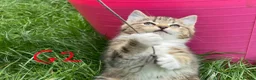 European cats for sale: 3 kittens for sale - Advert 6