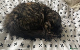Mixed Breed cats for sale: Three year old Tortoiseshell female - Image 8