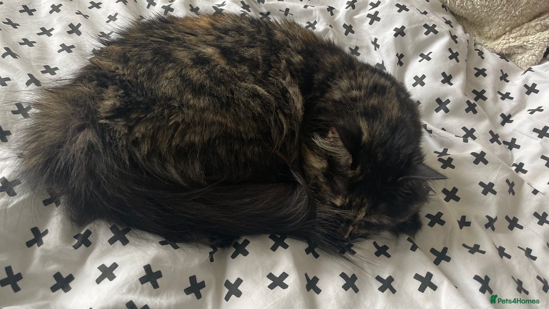 Mixed Breed cats for sale: Three year old Tortoiseshell female - Image 8
