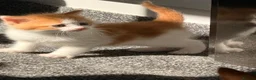 Mixed Breed cats for sale: 7 gorgeous kittens looking for a home - Advert 20