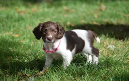 English Springer Spaniel dogs for sale: English springer spaniels  - Image 16