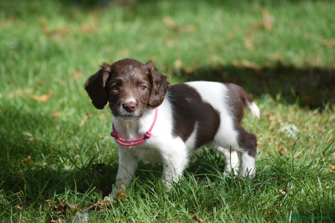 English Springer Spaniel dogs for sale: English springer spaniels  - Image 16