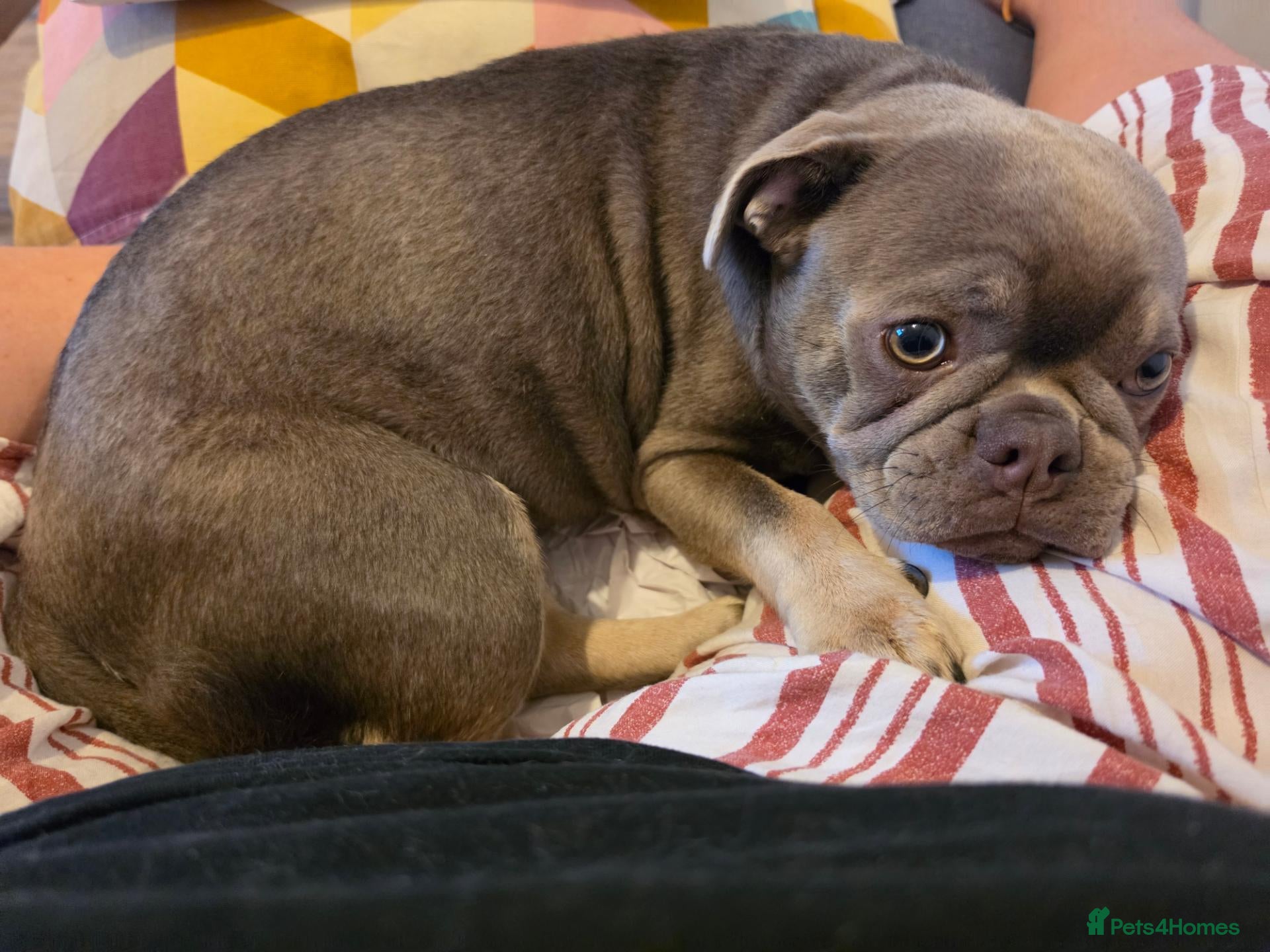 Frug dogs for sale: 1 year old Puppy For Sale - Advert 1