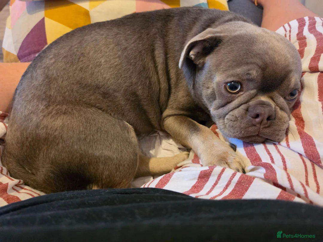 Frug dogs for sale: 1 year old Puppy For Sale in Fareham - Advert 1
