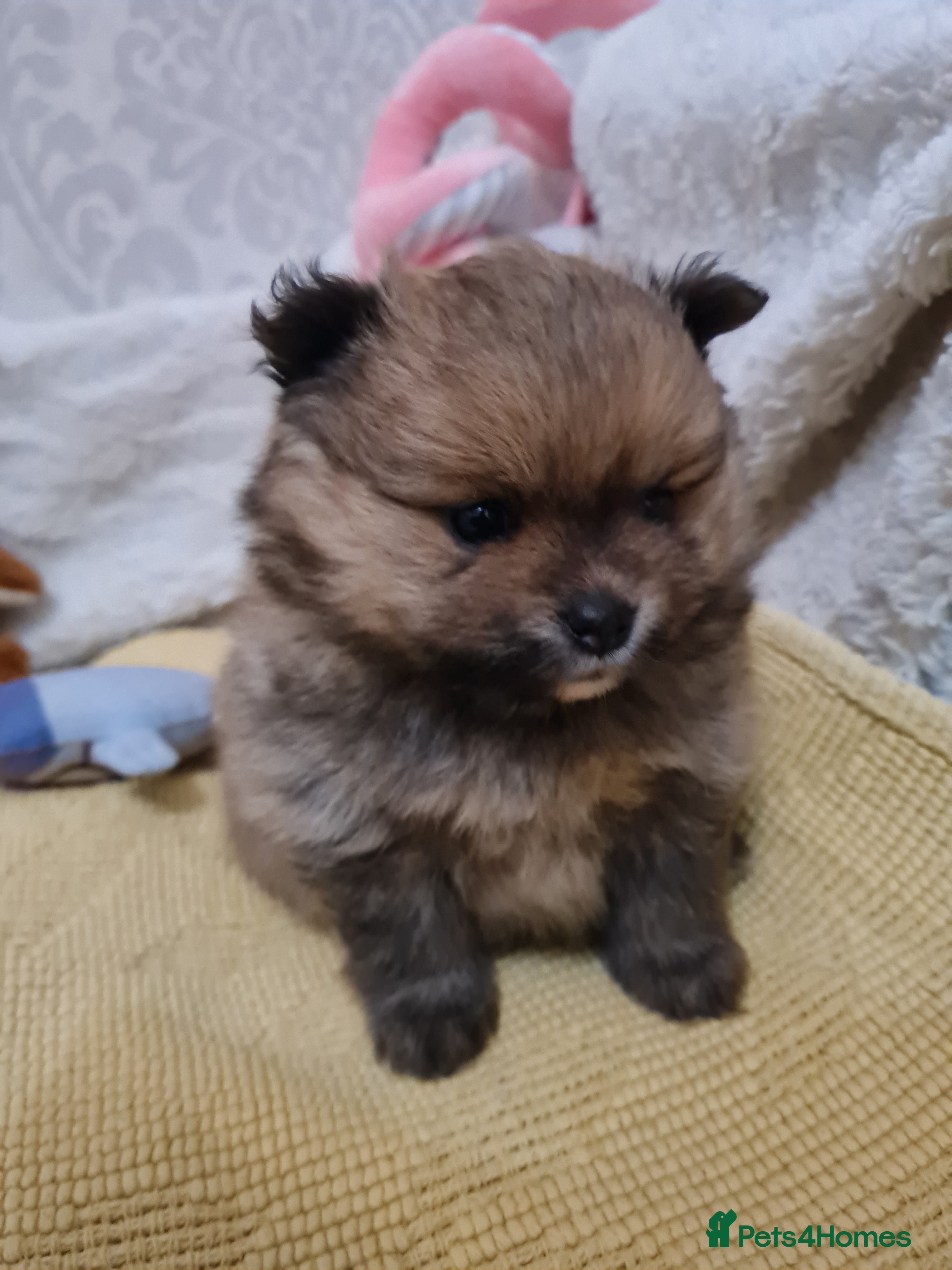 Pomeranian dogs Pomeranian Puppies  - Advert 4