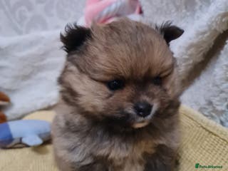 Pomeranian dogs Pomeranian Puppies - Advert 3