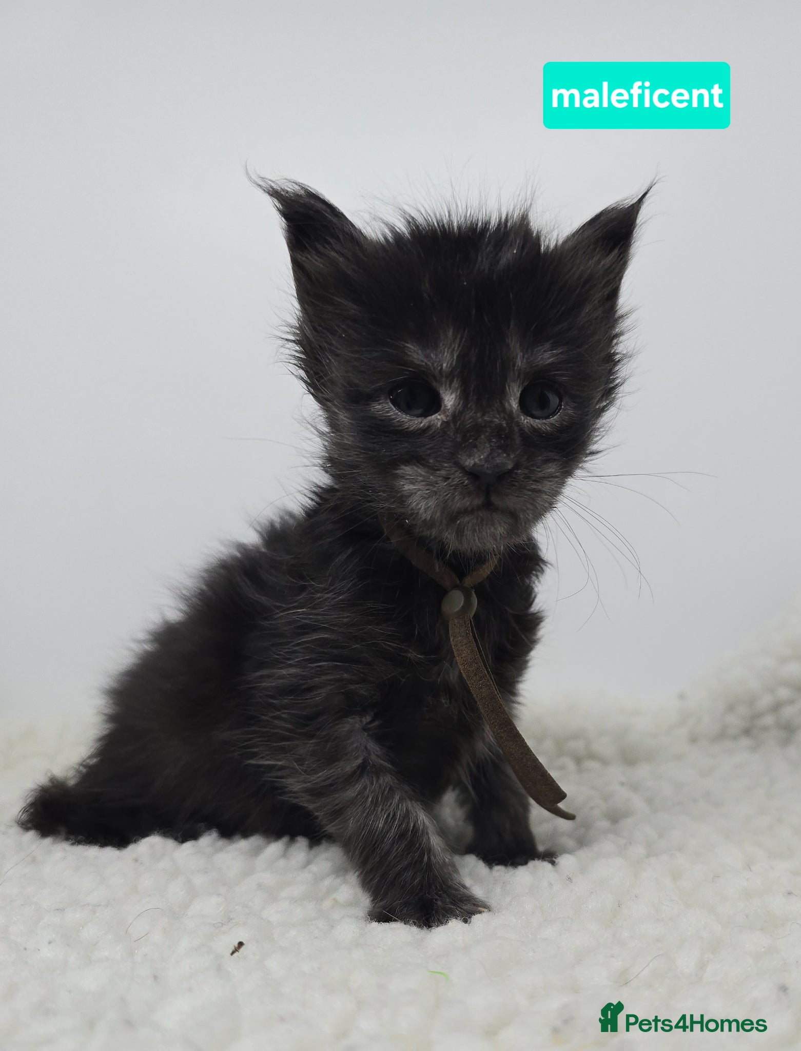 Maine Coon cats Stunning Black Smoke Maine Coon Kittens - Advert 5