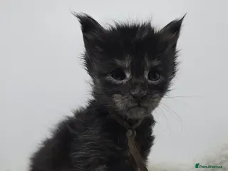 Maine Coon cats Hand Reared Black Smoke Maine Coon Kittens - Advert 4