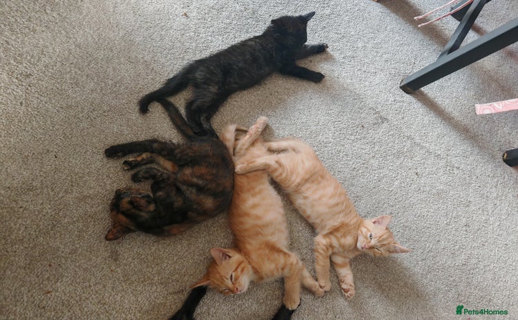 Maine Coon cats - Advert 10
