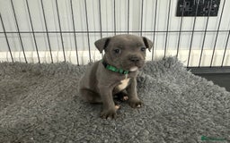 Staffordshire Bull Terrier dogs for sale: Stunning Blue staffy KC Registered Bullscaff Pups - Image 2