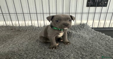 Staffordshire Bull Terrier dogs - Advert 13