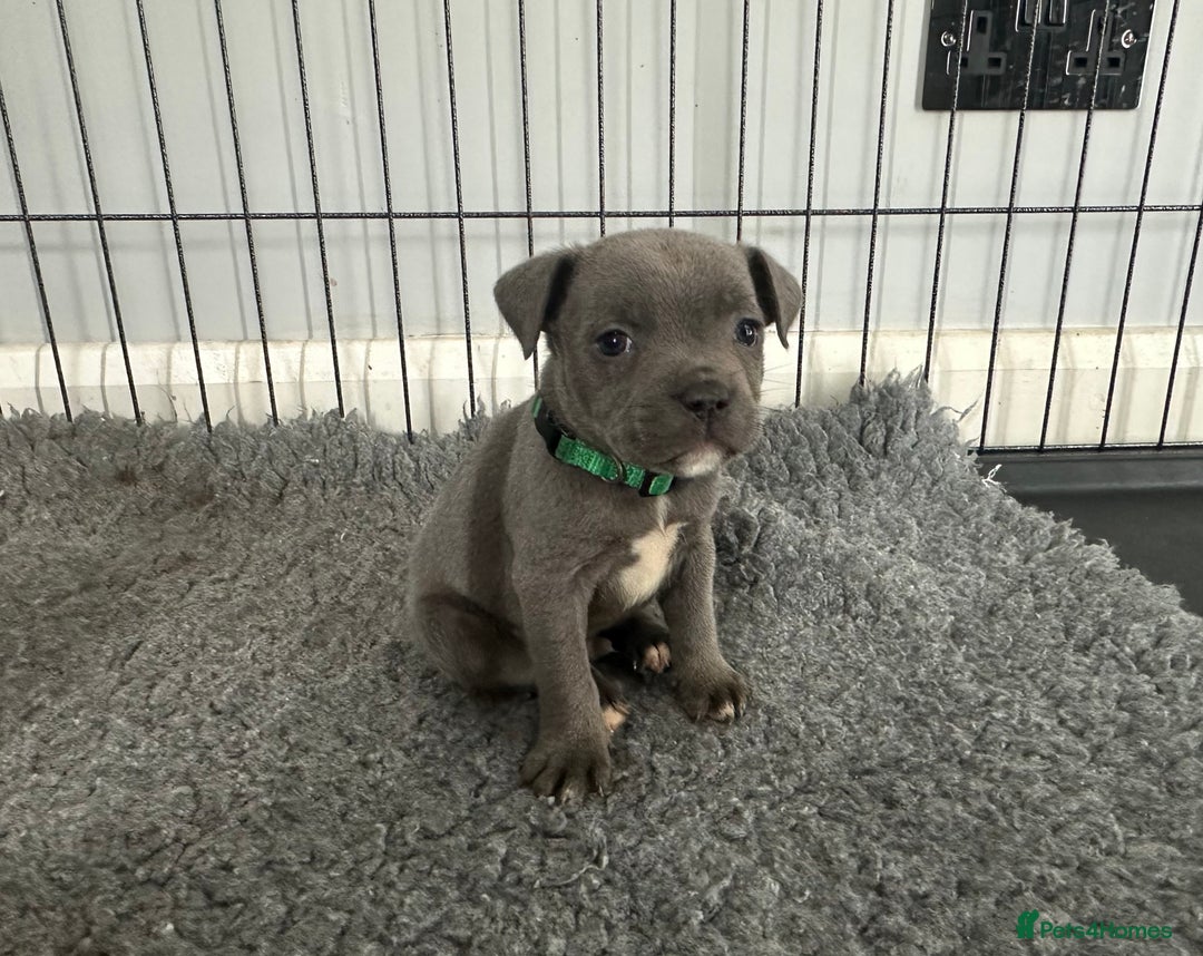 Staffordshire Bull Terrier dogs for sale: Stunning Blue staffy KC Registered Bullscaff Pups - Image 2