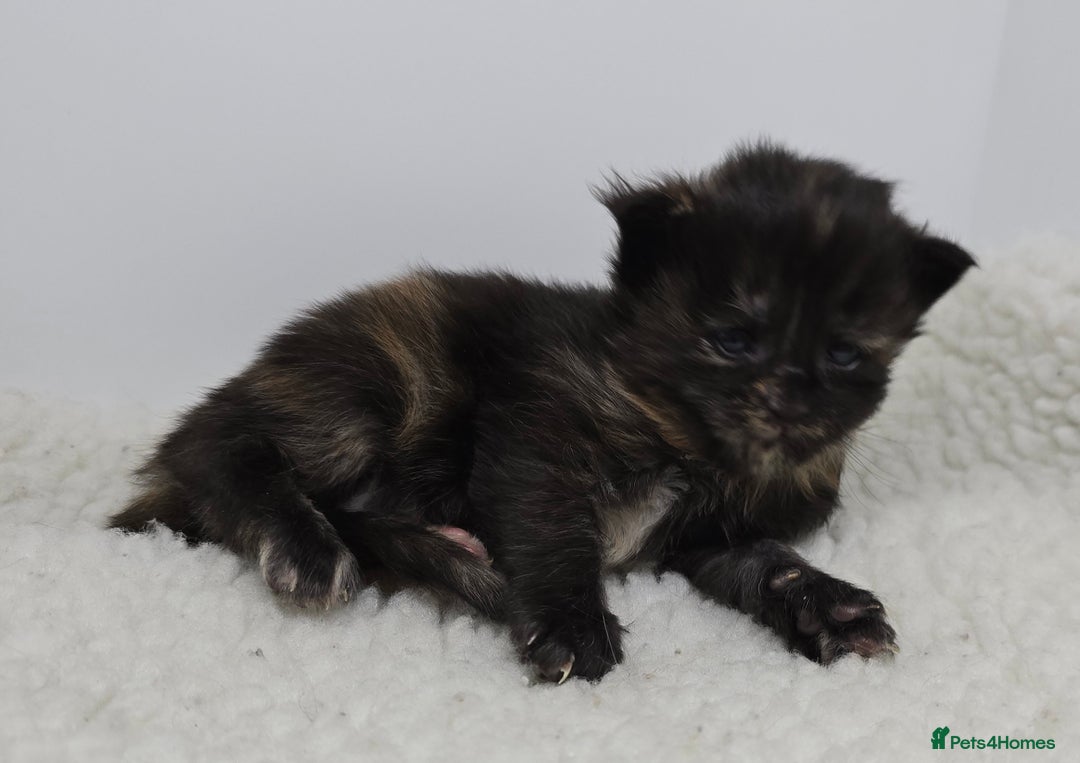 Maine Coon cats for sale: Maine Coon Kittens LARGE Blue/Black Tortie/Tabby - Advert 17