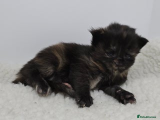 Maine Coon cats Amazing Large Purebred Maine Coon Kittens - Advert 3