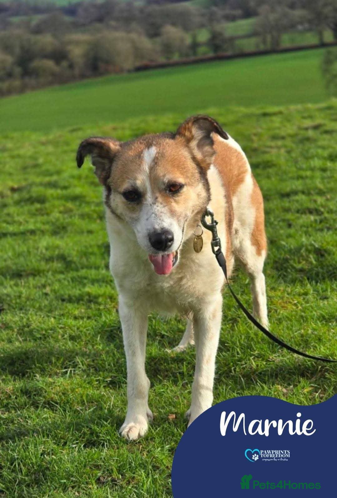 Mixed Breed dogs Meet Marnie, currently residing in Devon in Honiton - Advert 1