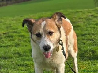Mixed Breed dogs Meet Marnie, currently residing in Devon in Honiton - Advert 1