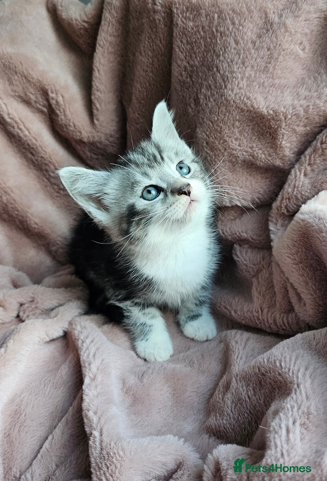 Maine Coon cats for sale: Half Maine Coon kittens - Advert 8