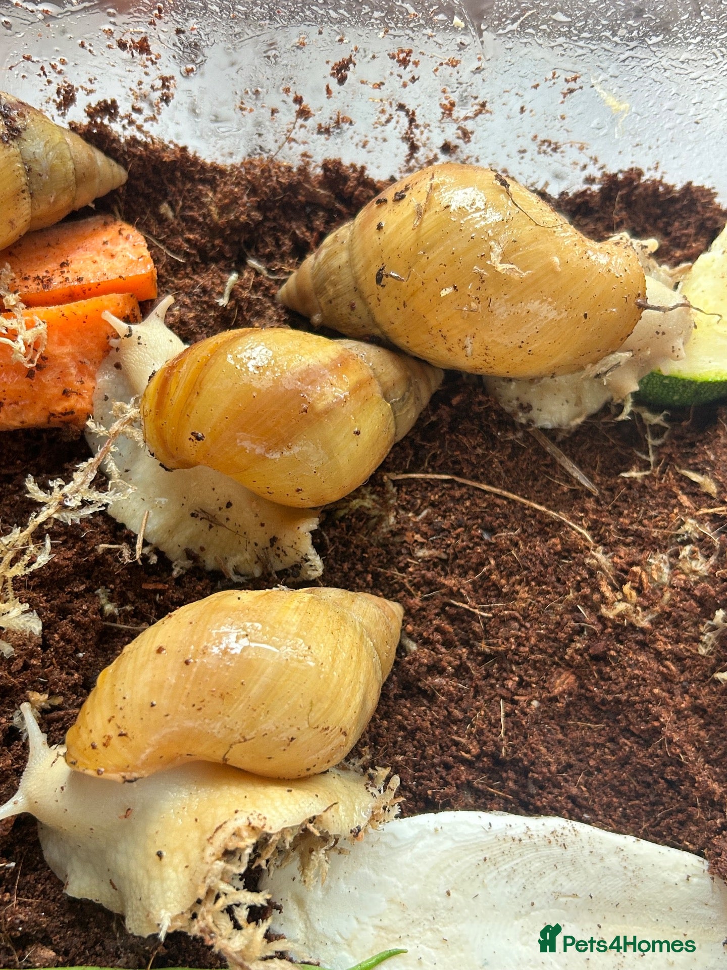 Snails invertebrates Giant African land snails - albino fulica - Advert 8