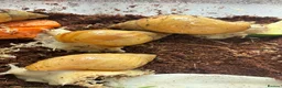 Snails invertebrates for sale: Giant African land snails - albino fulica - Advert 1