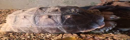 Tortoise reptiles for sale: 10 year old Sulcata tortoise  in Great Yarmouth - Advert 3