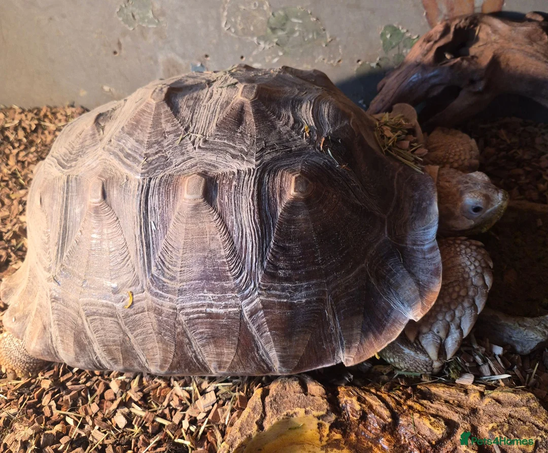 Tortoise reptiles for sale: 10 year old Sulcata tortoise  in Great Yarmouth - Advert 3