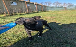 Mixed Breed dogs for adoption: Spirit for adoption - Image 4