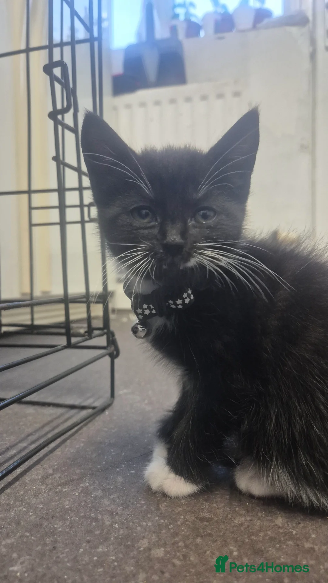 Mixed Breed cats for sale: 4 kittens 8 weeks old.  - Advert 2