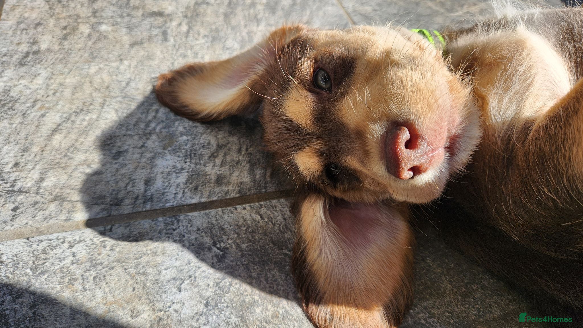 Mixed Breed dogs Beautiful cockerdor puppies - Advert 9