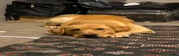 Labrador Retriever dogs for sale: Labrador looking for loving new home - Advert 16