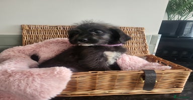 Mixed Breed dogs - Advert 10