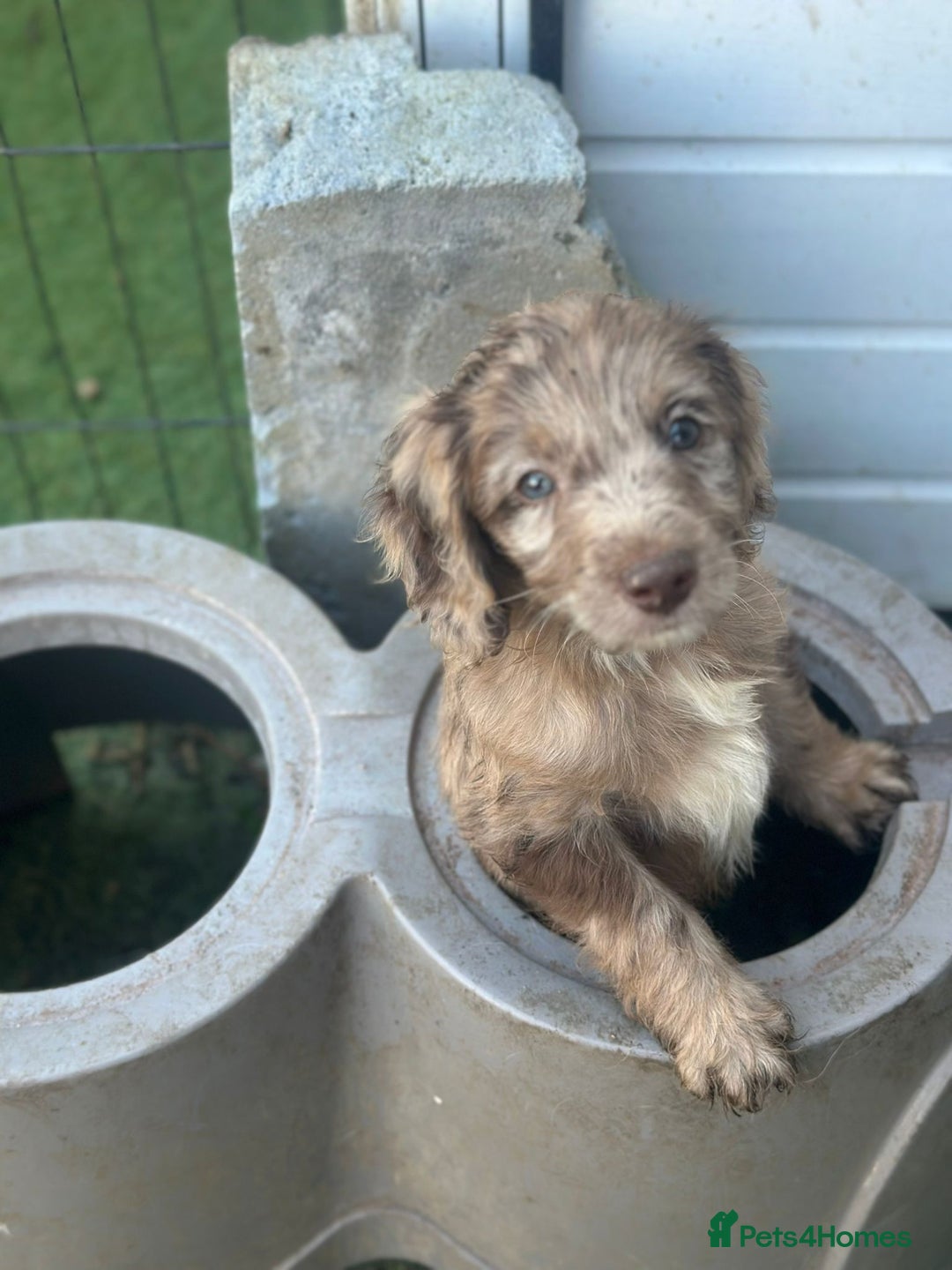 Sproodle dogs for sale: F1 Sproodle Puppies  - Image 8