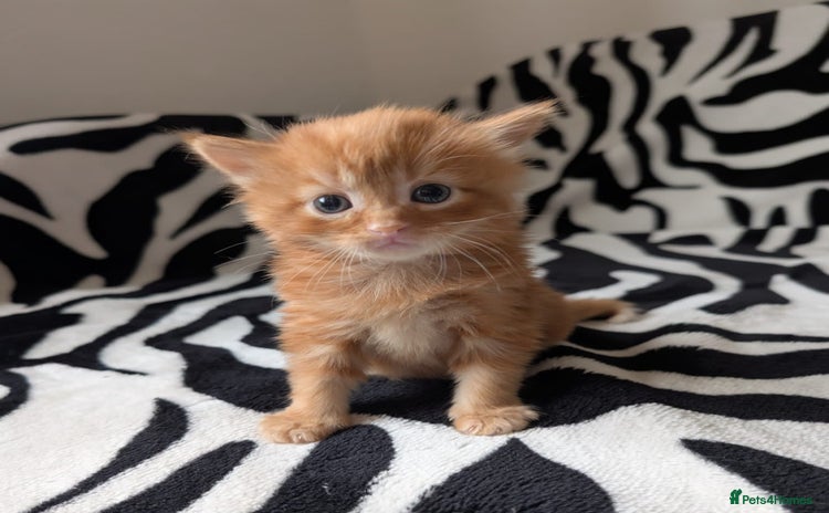 Mixed Breed cats - Advert 9