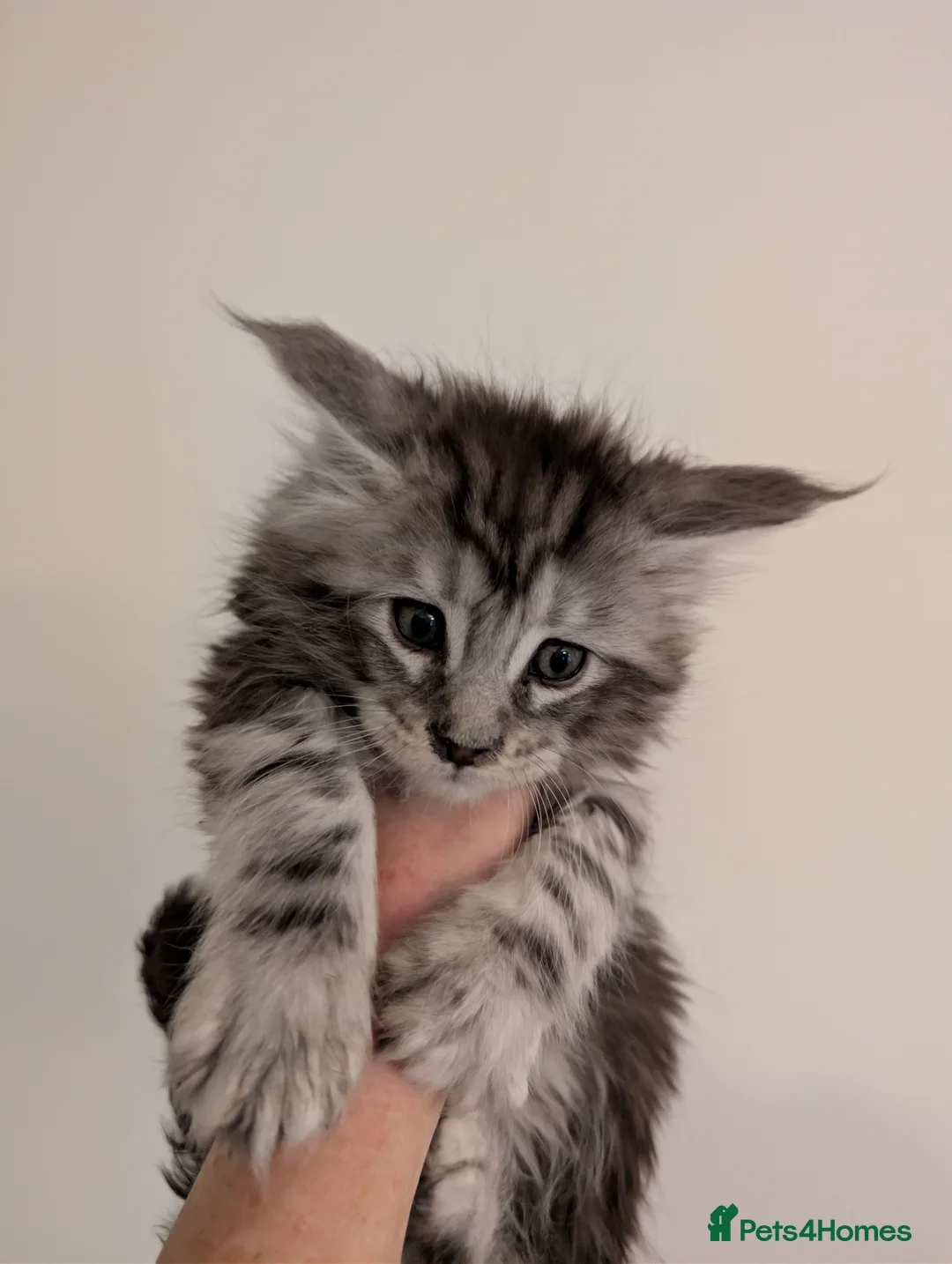 Maine Coon cats for sale: Full Mainecoon kittens  - Advert 2