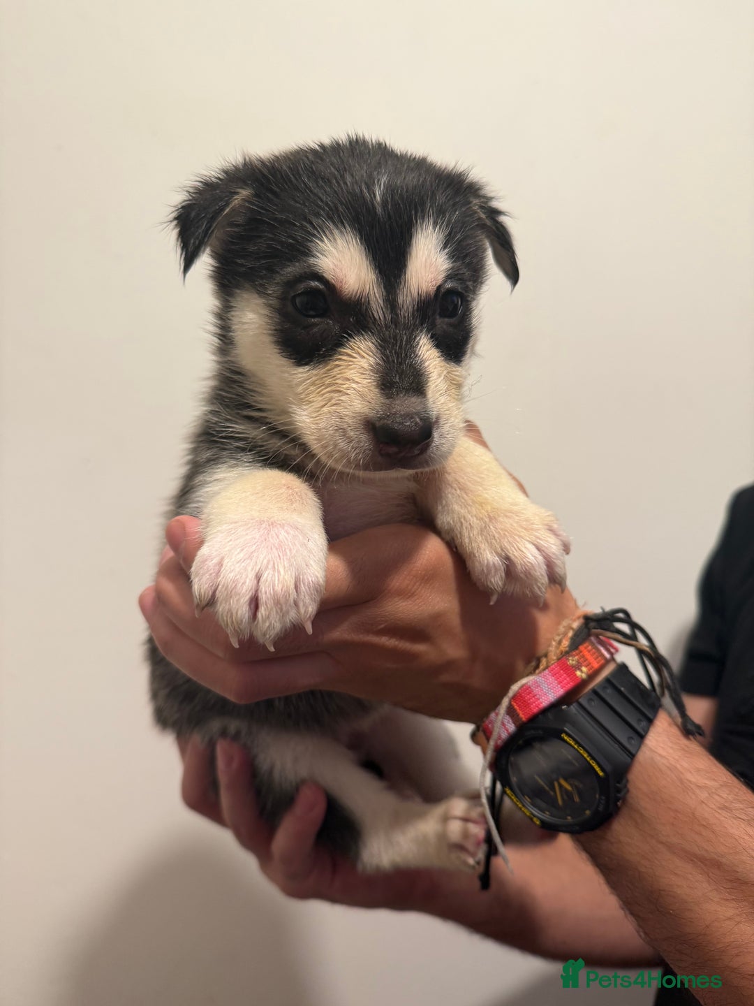 Siberian Husky dogs for sale: 6 hand reared husky babies  - Image 1